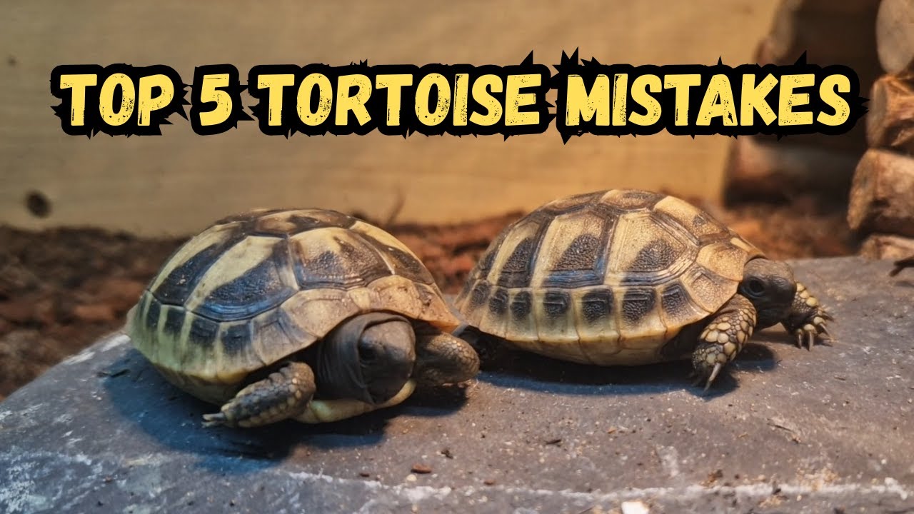 5 Dangerous Tortoise Care Mistakes Every Keeper MUST Avoid!