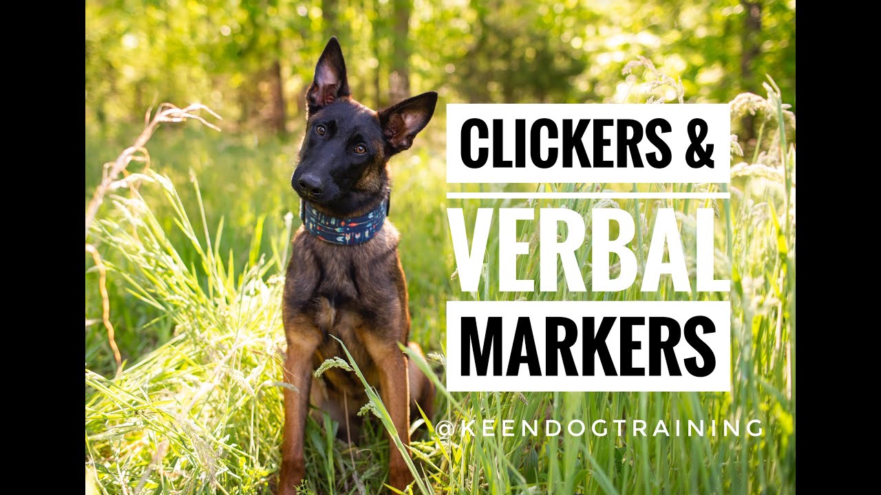 Clickers vs Verbal Markers: We Choose Both!