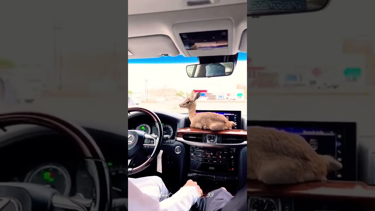 Sheikh 🧝🏼&zwj;♂️ | Dubai | Sheikh Lexus Car Driving Status 🚩! #sheikh #shorts #status #lexus