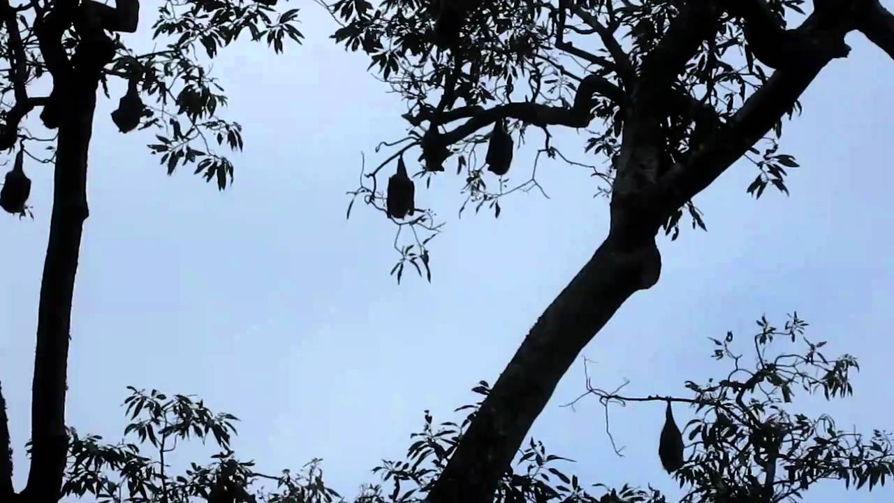 flying fox bat at Botanic Gardens in Sydney, Australia