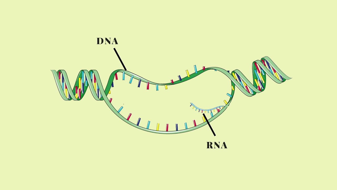 Trascrizione del DNA | Pillole di Scienza