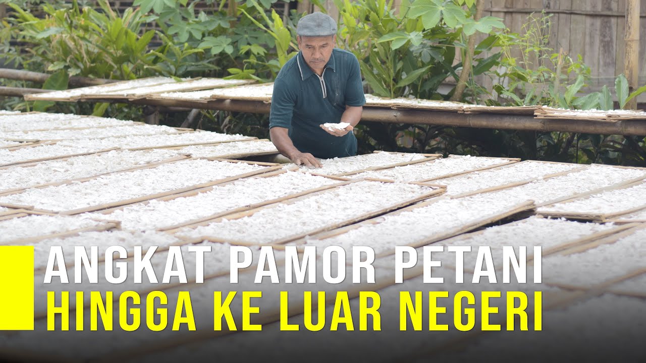 Sociopreneur Ubah Kehidupan Petani Singkong Miskin Jadi Petani Singkong Sejahtera Berkat Mocaf