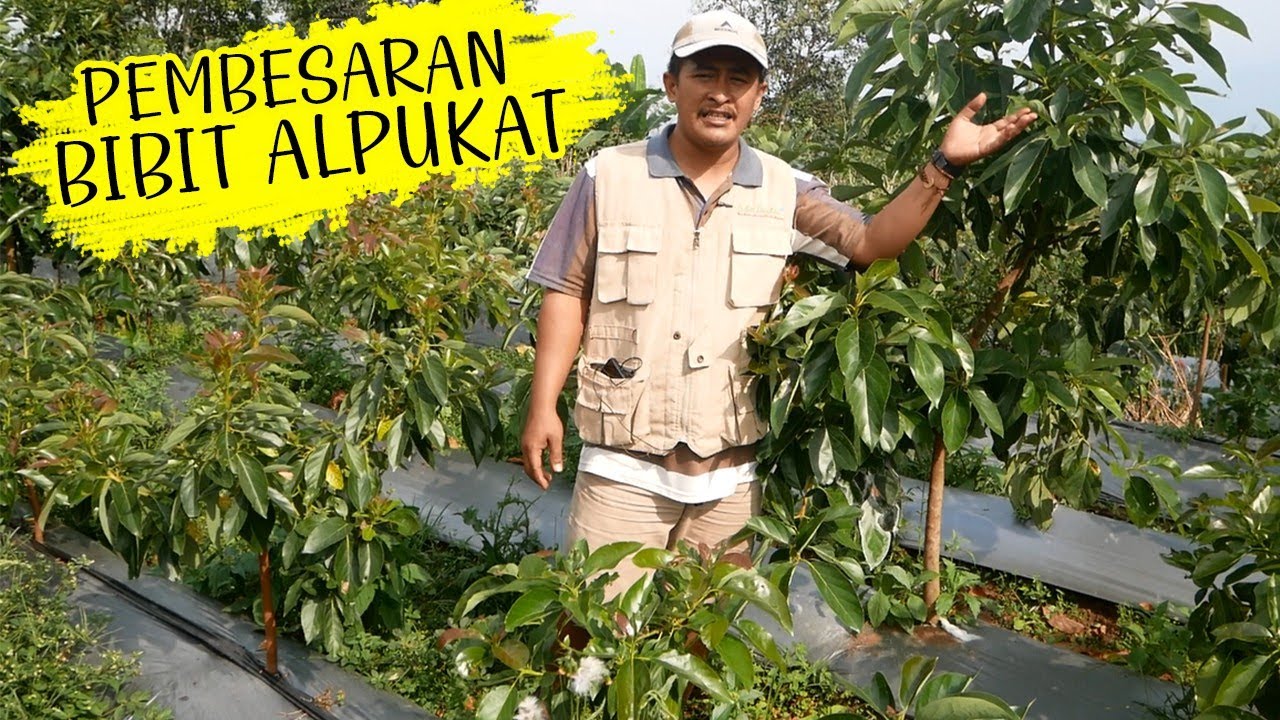Pembesaran Bibit Alpukat Kahyangan Agar Cepat Berbuah