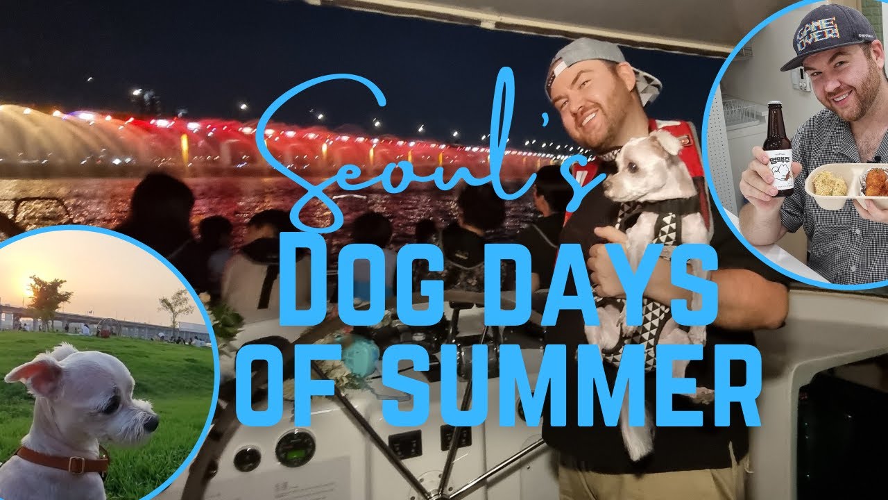 3 Unique Experiences in Seoul to have with your dog! (We even went on a Han River Cruise!)