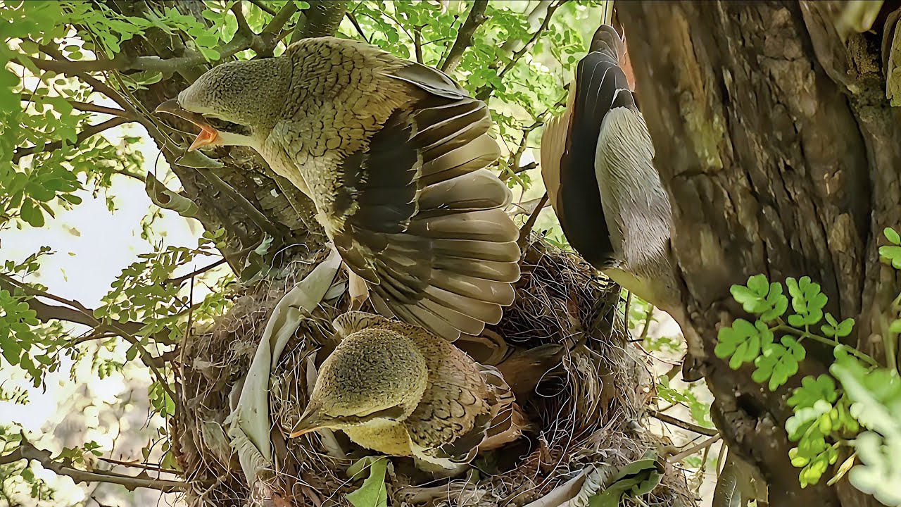 Woodshrike bird Baby Spreading Wings for the First Time in the Nest!