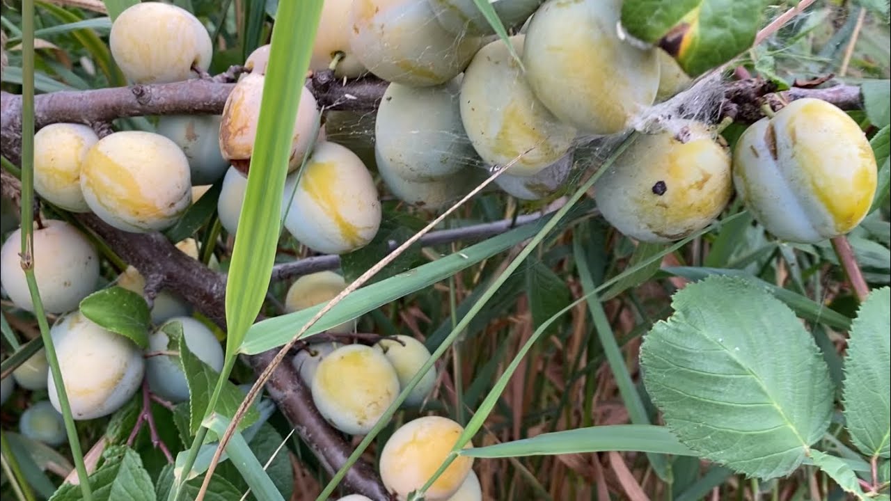 Green Gage Plum Taste Test