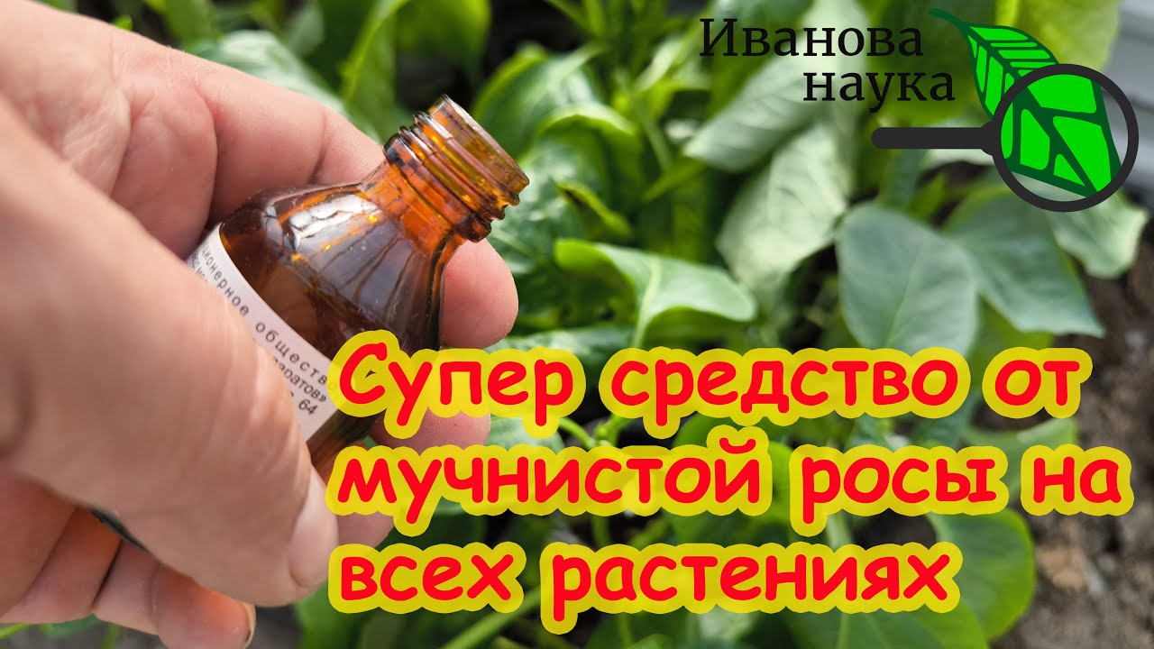 Мучнистая роса: когда нет ничего под руками, поможет это супер средство!