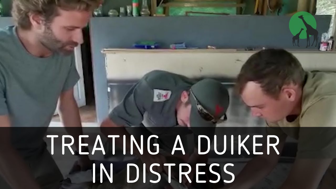 Treating A Duiker In Distress | PeaceParksTV.com