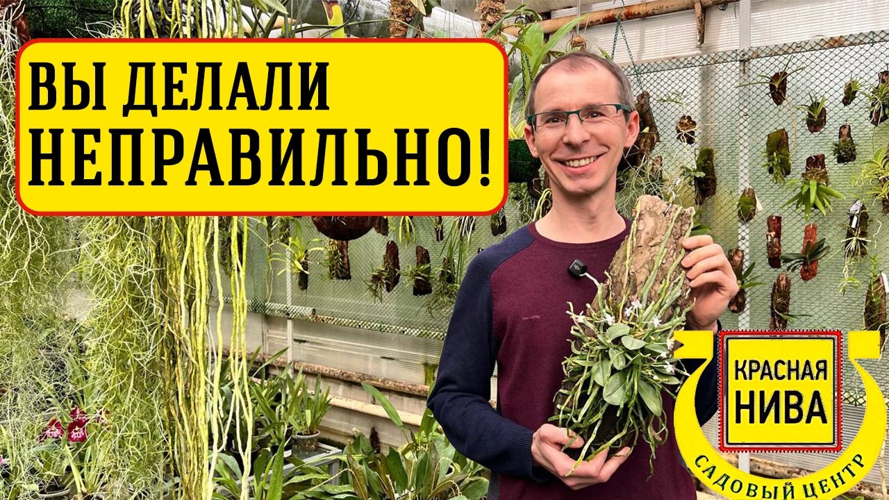 Миф о влажности: почему орхидеям нужен свет, а не туман