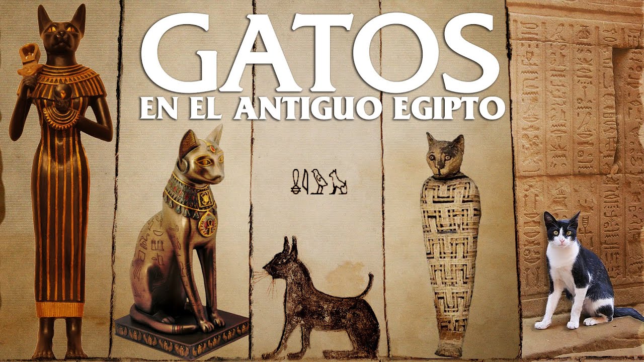 GATOS en el ANTIGUO EGIPTO: &iquest;C&oacute;mo eran? &iquest;Se consideraban dioses? &iquest;Hab&iacute;a veterinarios?