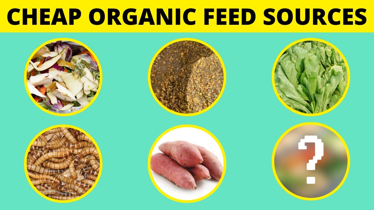 7 CHEAP ORGANIC Feed Alternatives for Broilers | Fast Growth, Low Cost!