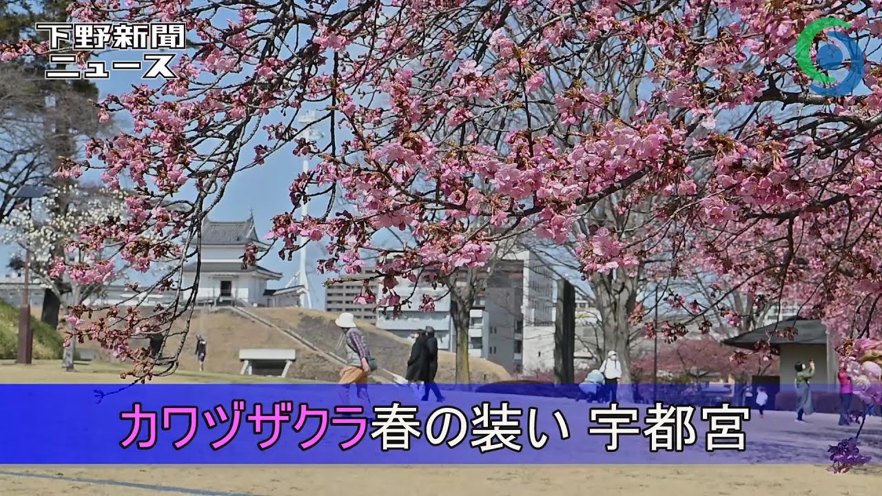 カワヅザクラ春の装い 宇都宮　宇都宮城址公園