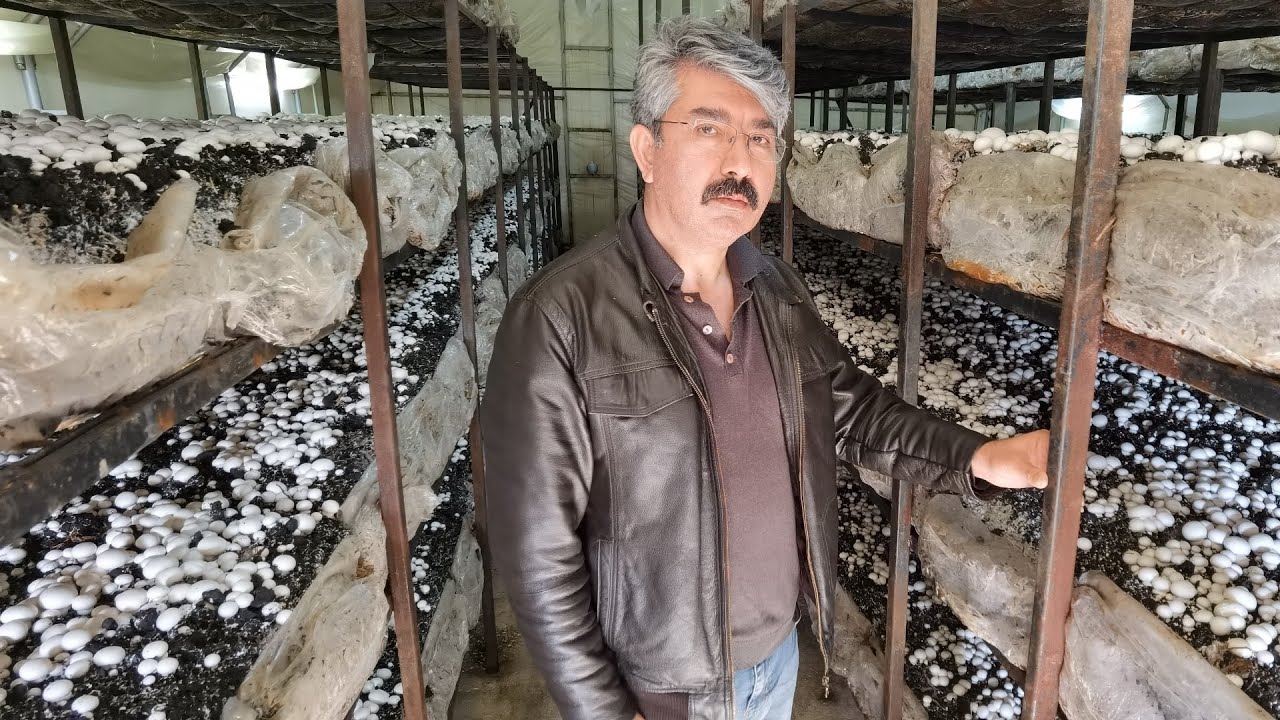 MANTAR ÜRETİMİ ve Hasadının Püf Noktaları | Mantar Serası Gezdim | Mantar Üretiminde Para Var Mı?