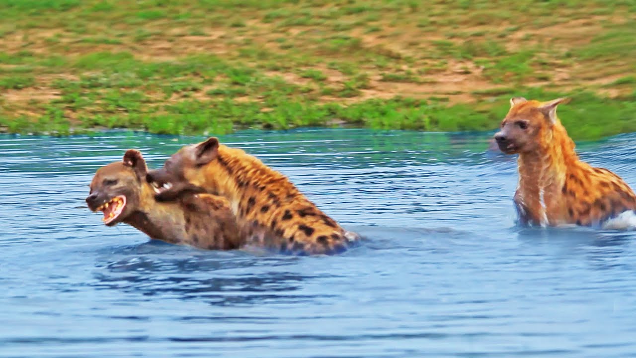 Playful Hyena Trio Splashes Around in the Water
