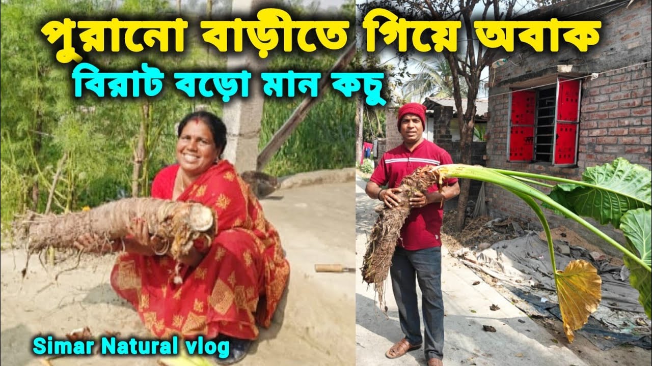পুরনো বাড়ি থেকে দানব আকার কচু তুললাম দেখুন ।