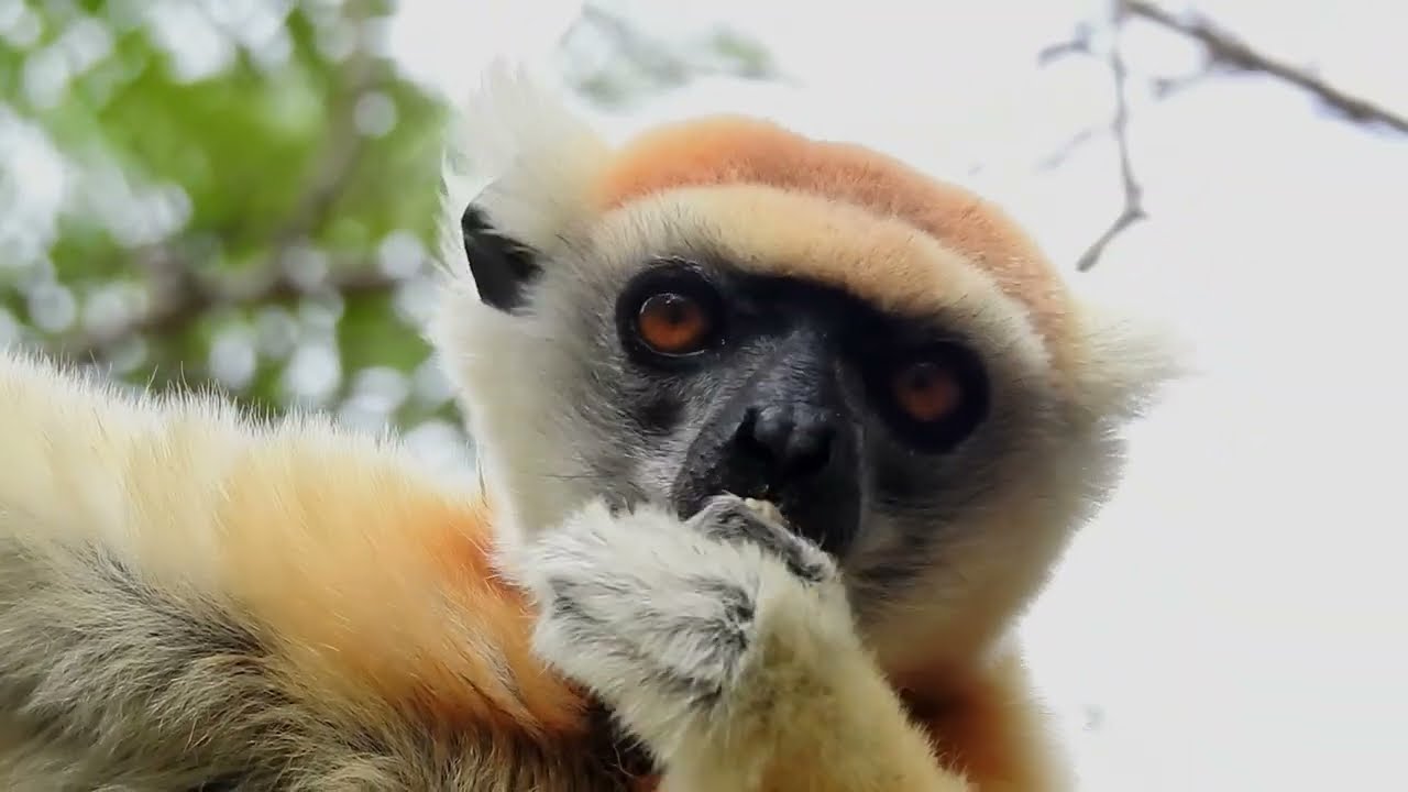 Mammals of Madagascar Part 1