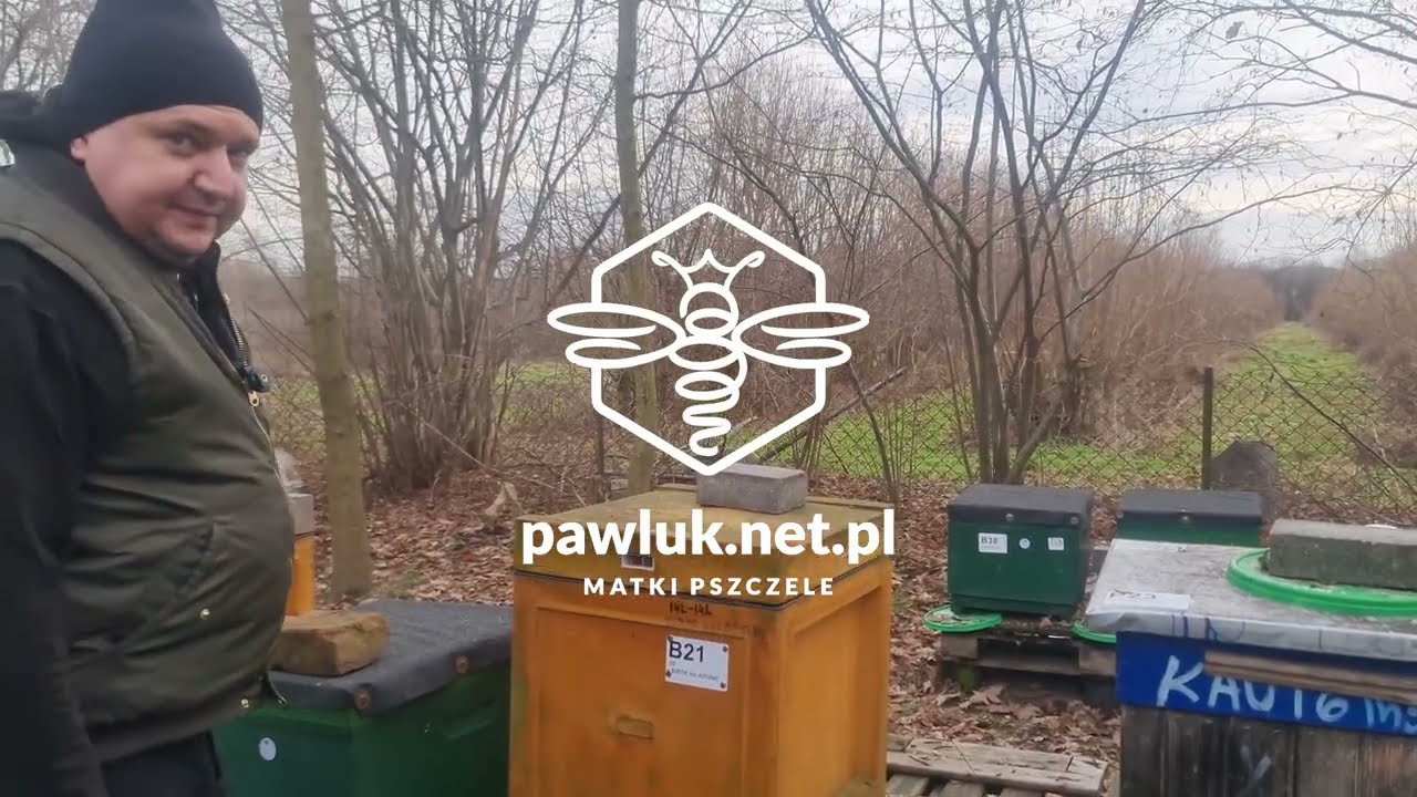 Pszczoła anatolska - silne rodziny - dużo miodu - brak chor&oacute;b - buckfast anatolski z pawluk.net.pl