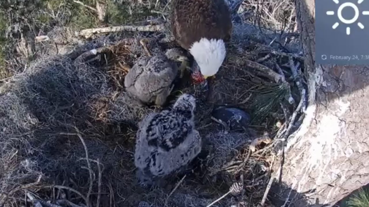 Anna II feeding breakfast to both eaglets | Kisatchie National Forest E-1 | Feb 24, 26