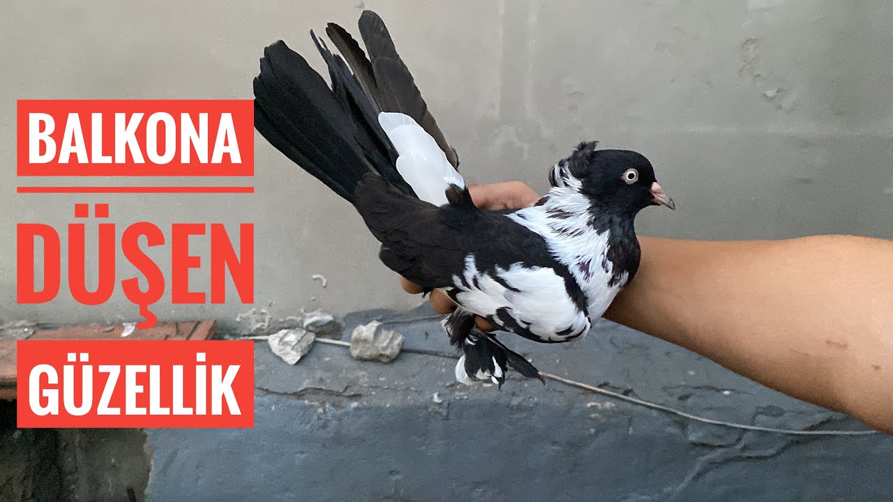 UTKU VE ORTAKLARINI ZİYARETE GİTTİM. KAÇAK BANGO İNDİRMİŞ YAKALADIMI? BALKONA DÜŞEN EFSANE KARABAŞ
