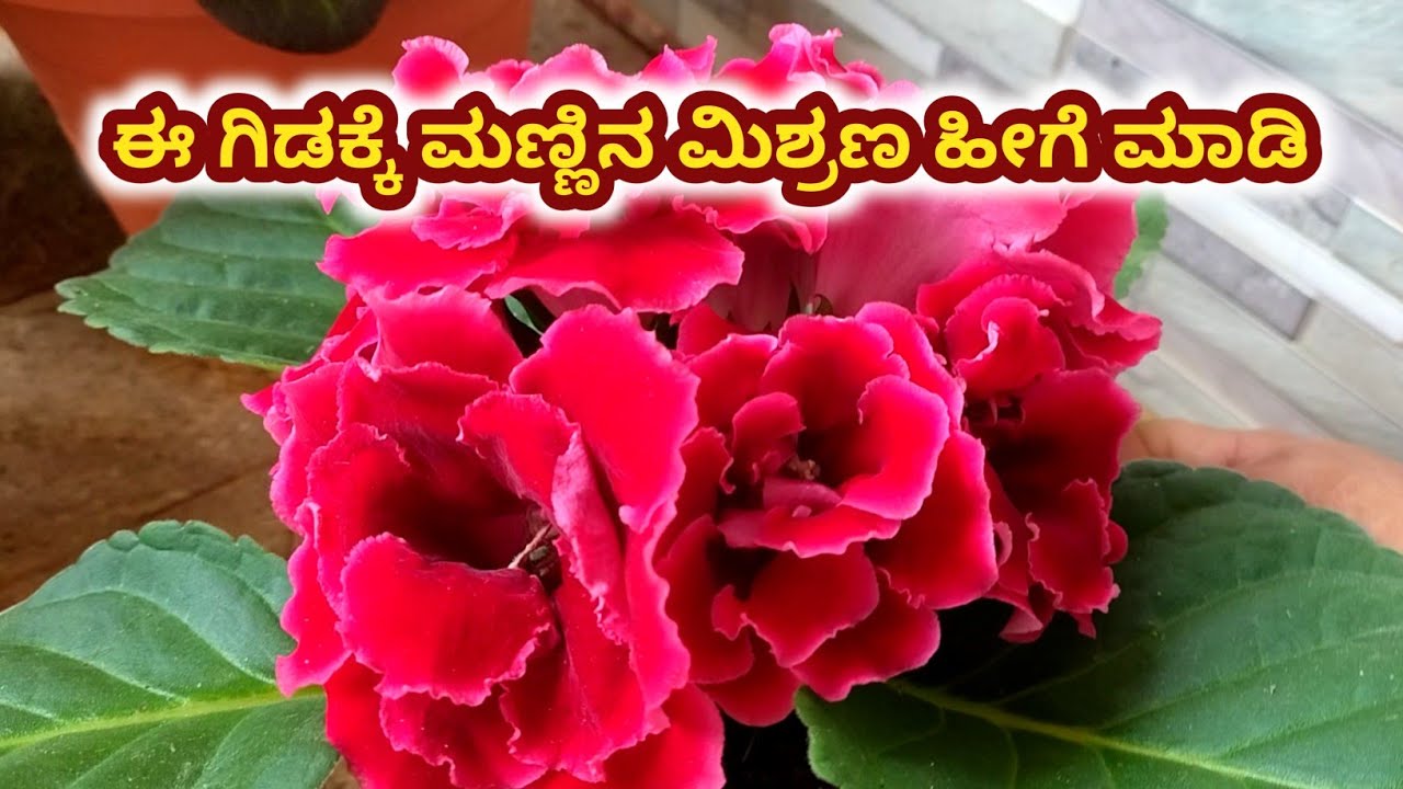 Gloxinia ಗಿಡ ಹೆಚ್ಚು ಹೂ ಬಿಡಲು ಈ ರೀತಿ ಮಣ್ಣಿನ ಮಿಶ್ರಣ ಮಾಡಿ / potting mix for Gloxinia plant 