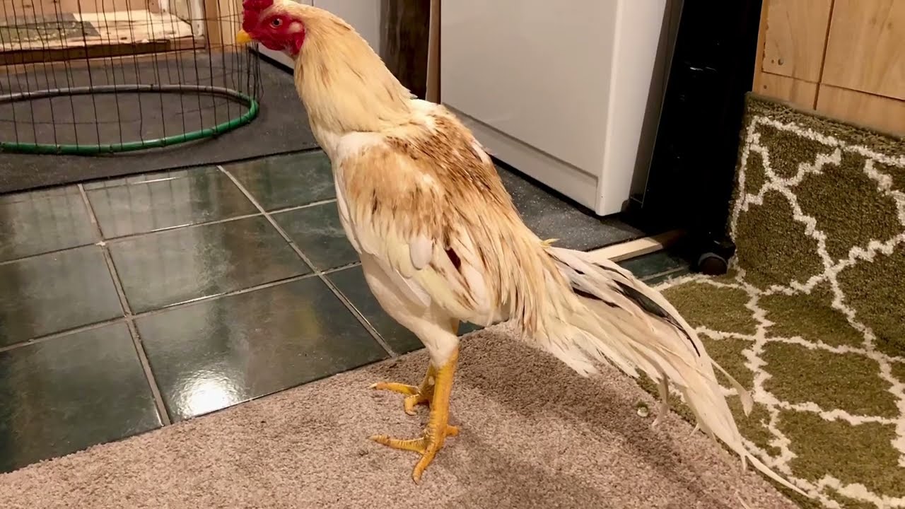 Kev Tso Qaib (Breeding Method for Chicken)
