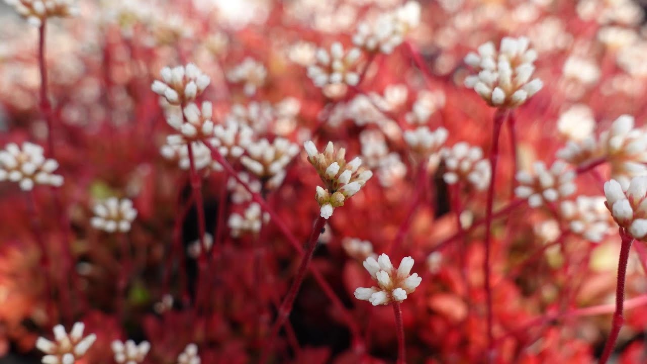 #27【かわいいお花の紅葉多肉はこれできまり】紅稚児の育て方増やし方。多肉植物