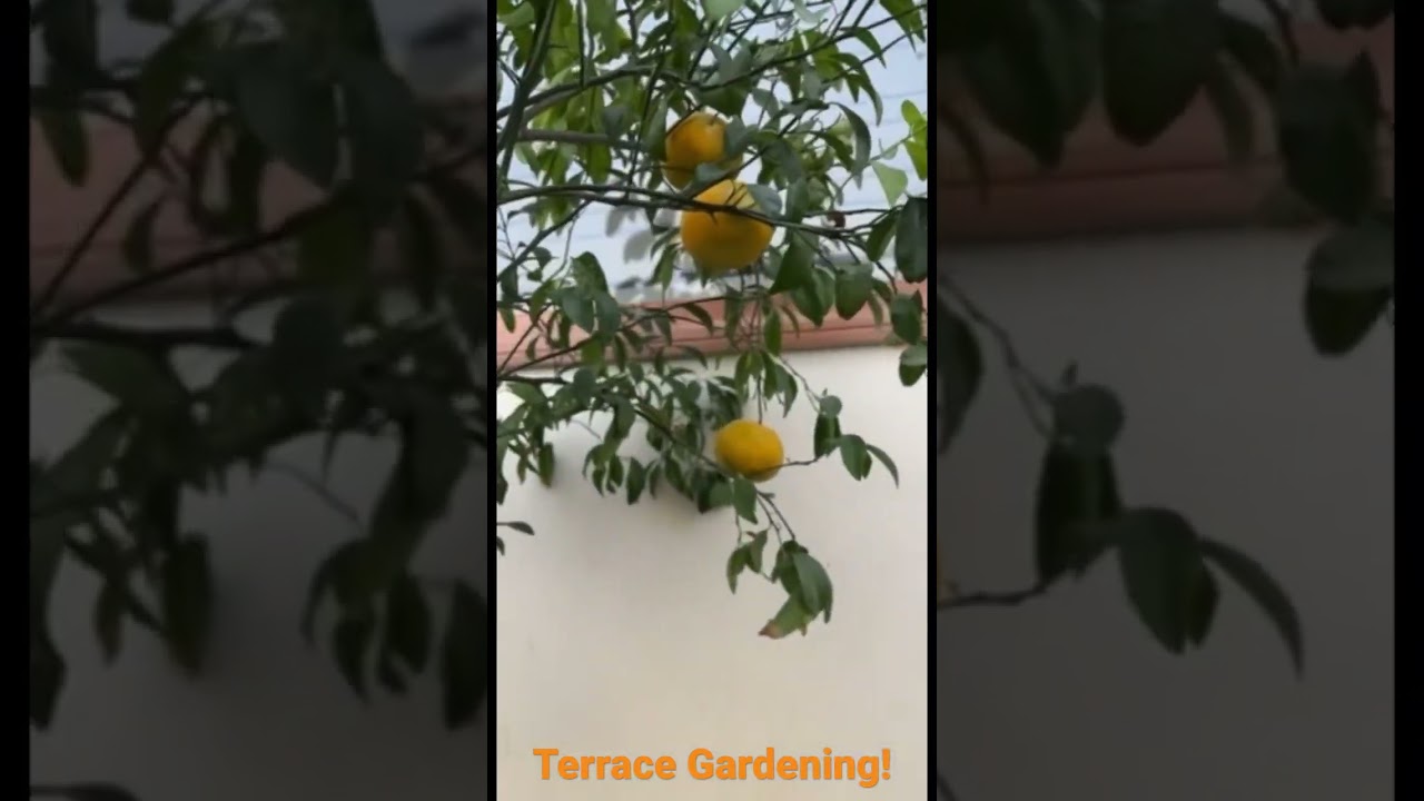 Special terrace gardening kinnow fruit in a drum 🍊#plants #terracegarden #trending #fruit #ludhiana