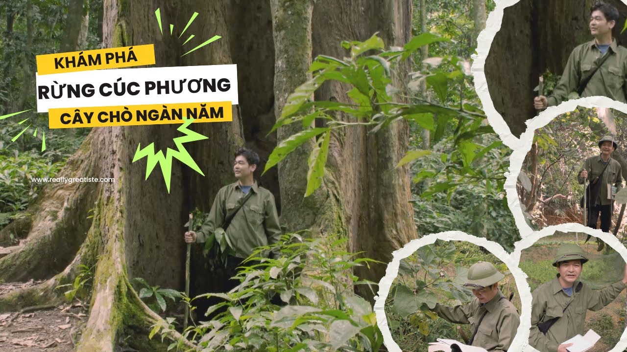 Chiêm Ngưỡng Cây Chò Ngàn Năm Ở Cúc Phương – Chứng Nhân Lịch Sử Rừng Già! #caytrongannam #cucphuong