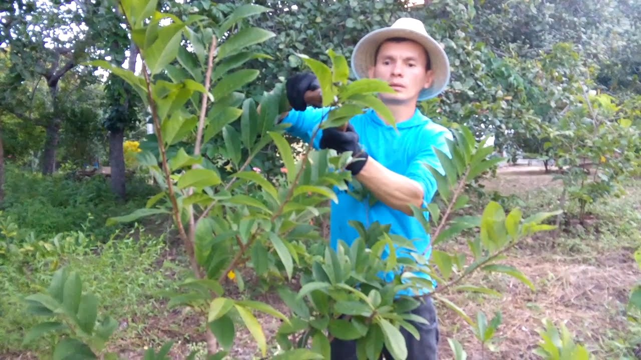 PODA CORRETA DA PINHA / ATA / FRUTA DO CONDE - PASSO A PASSO