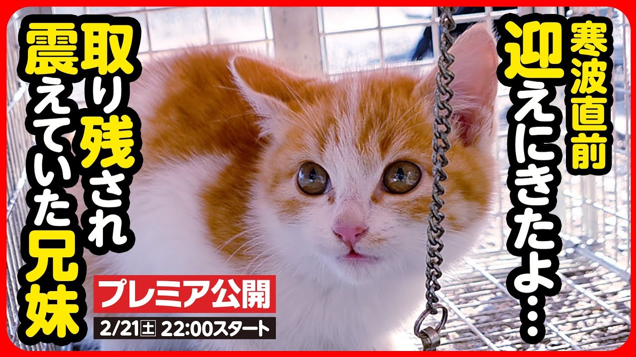 【子猫 保護】え...もう1匹！？寒空に取り残されていた兄妹子猫を保護しました
