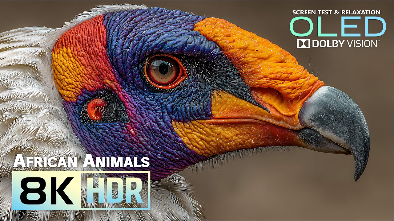 Cinematic Animals of Africa 8K HDR ULTRA HD 120FPS | Dolby Vision | Scenic Wildlife