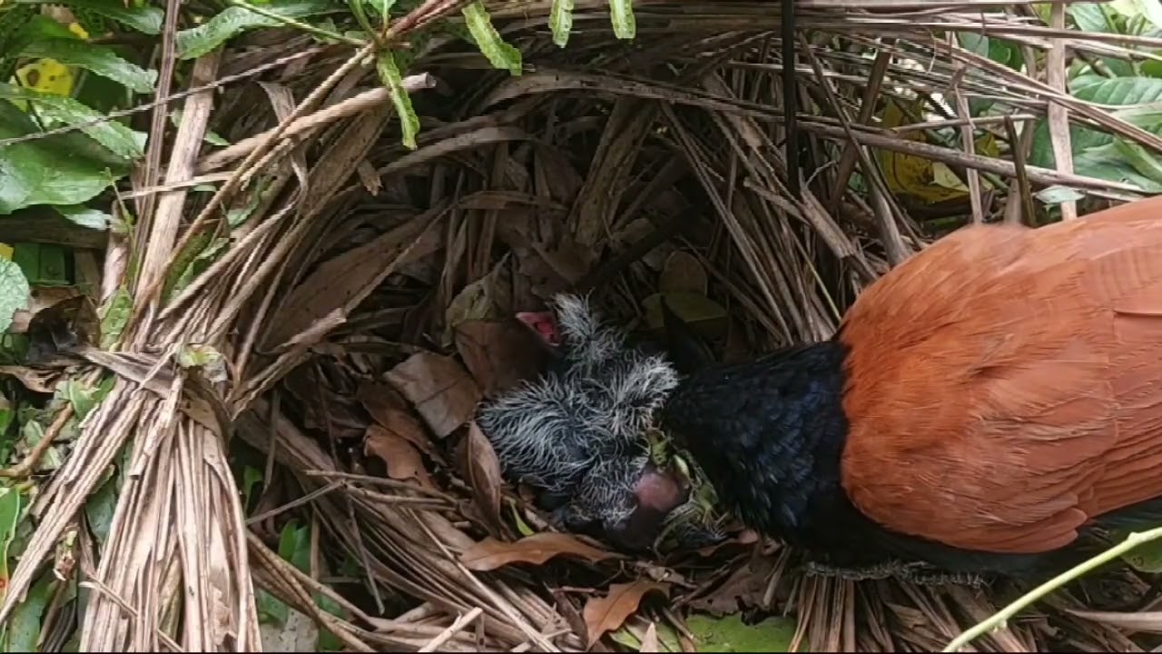 terus ikuti anak dan induk bubut sampai tuntas