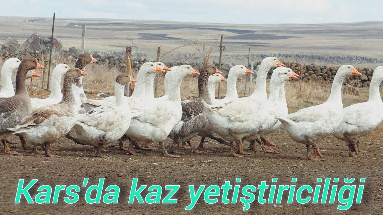 Kars kazı üretimi ve yetiştiriciliği / Coğrafi etiketli orjinal  Kars kazı üretimi /Belgesel tadında