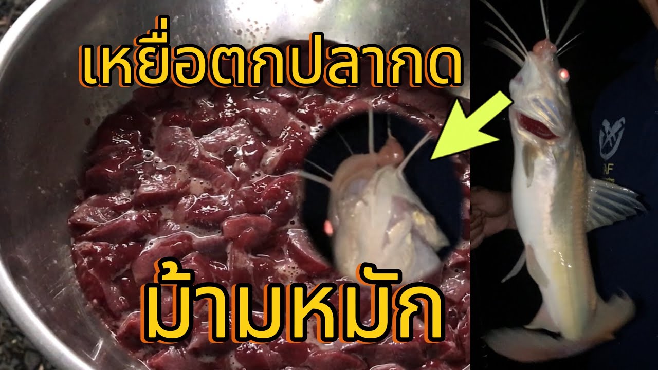 วิธีทำเหยื่อม้ามหมูหมักตกปลากด (สูตรนี้เก็บใช้ได้นานเป็นปีม้ามไม่เปื่อยไม่ยุ่ย) #ตกปลากด #เหยื่อหมัก