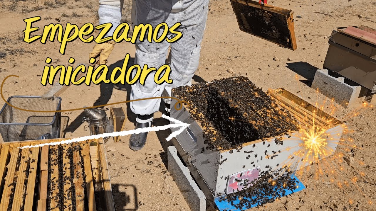 Crianza de Abejas Reinas: Preparando una Iniciadora para el Éxito Apícola 🐝✨👑