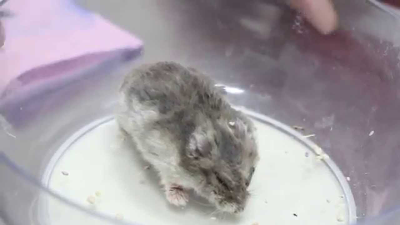 A very sick hamster was probably poisoned
