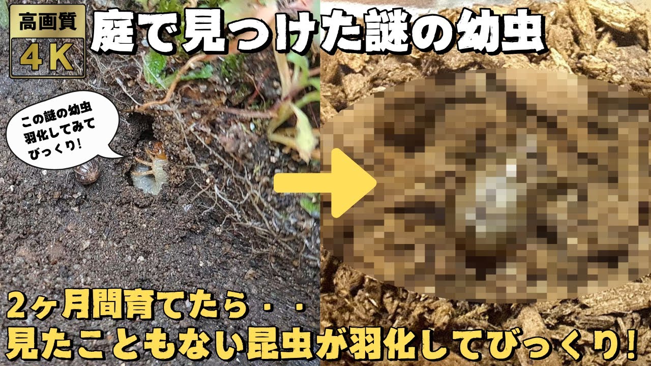 庭に見つけた謎の幼虫を２ヶ月間飼育したら見たこともない昆虫が羽化してびっくり！
