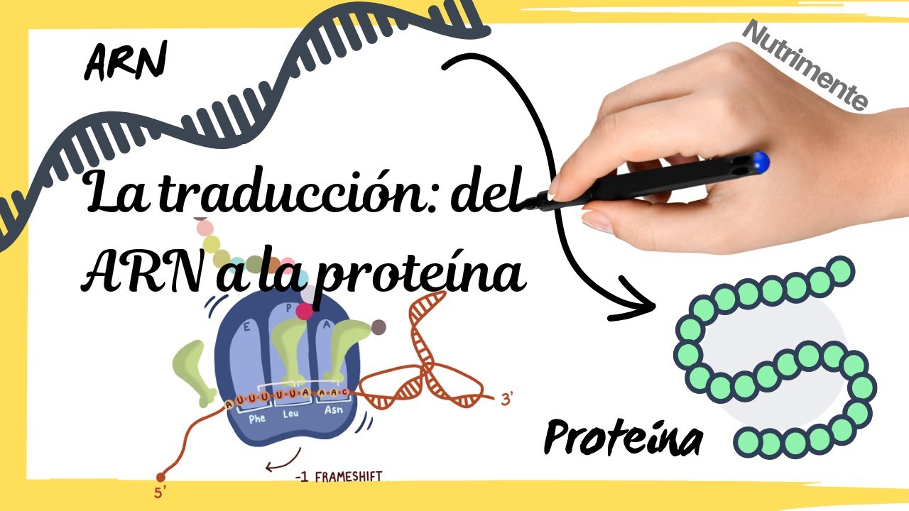 La TRADUCCI&Oacute;N del ARNm a la PROTE&Iacute;NA (S&iacute;ntesis de prote&iacute;nas paso a paso)