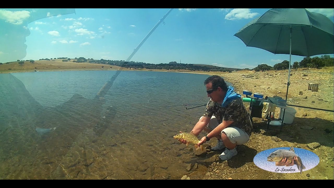 Pesca a la Inglesa de Bogas y Carpas.