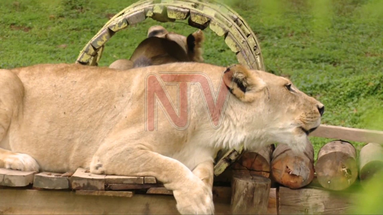 Entebbe zoo welcomes two lion cubs