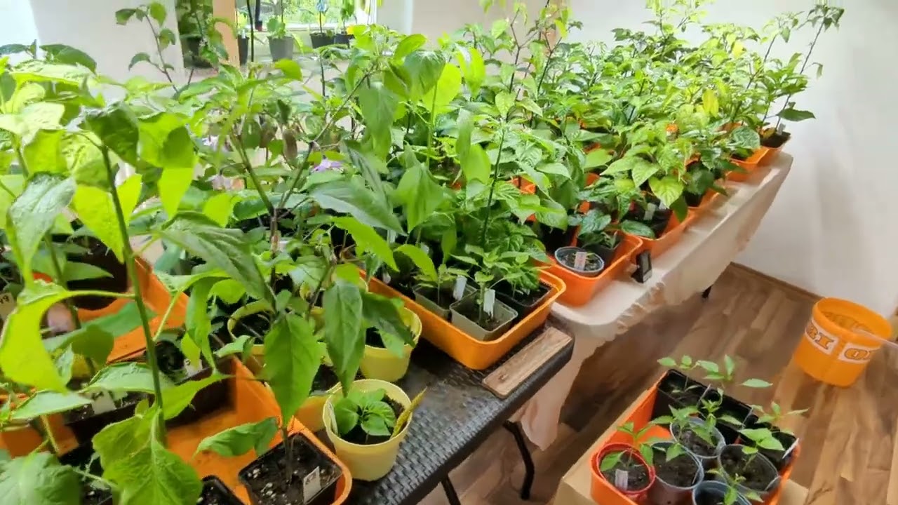 Neues aus dem Chili - Grow-Room