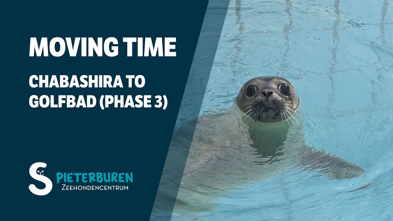 Moving Chabashira to Golfbad (phase 3) 🦭
