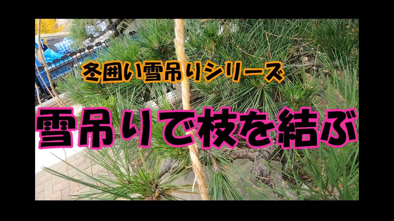 【雪吊りシリーズ】撤去が簡単な枝吊りの結び方