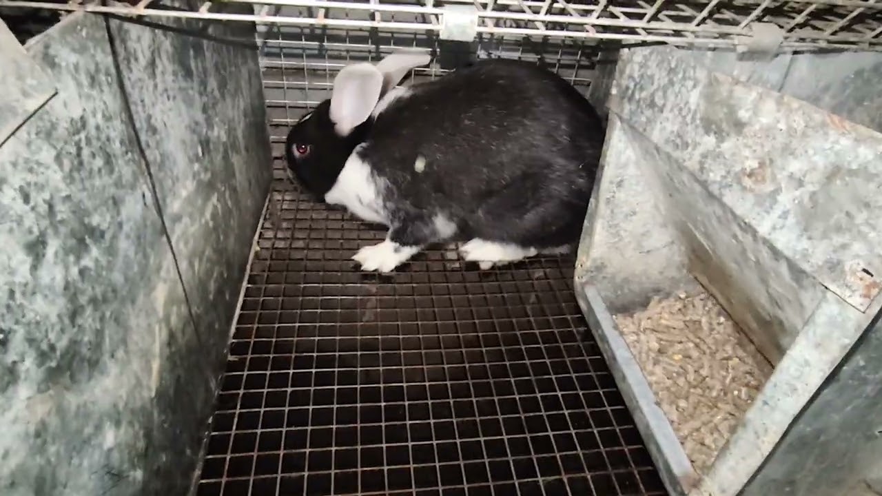 11.01.2026 #rabbit #bunny #animals #quyon 