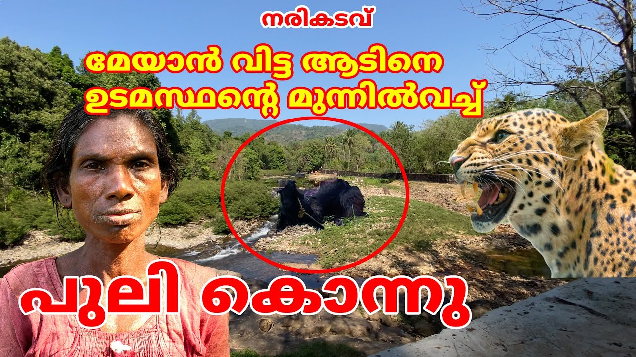 നരികടവിൽ , മേയാൻ വിട്ട ആടിനെ ഉടമസ്ഥന്റെ മുന്നിൽവച്ച് പുലി കൊന്നു #elephant #forest #aralam