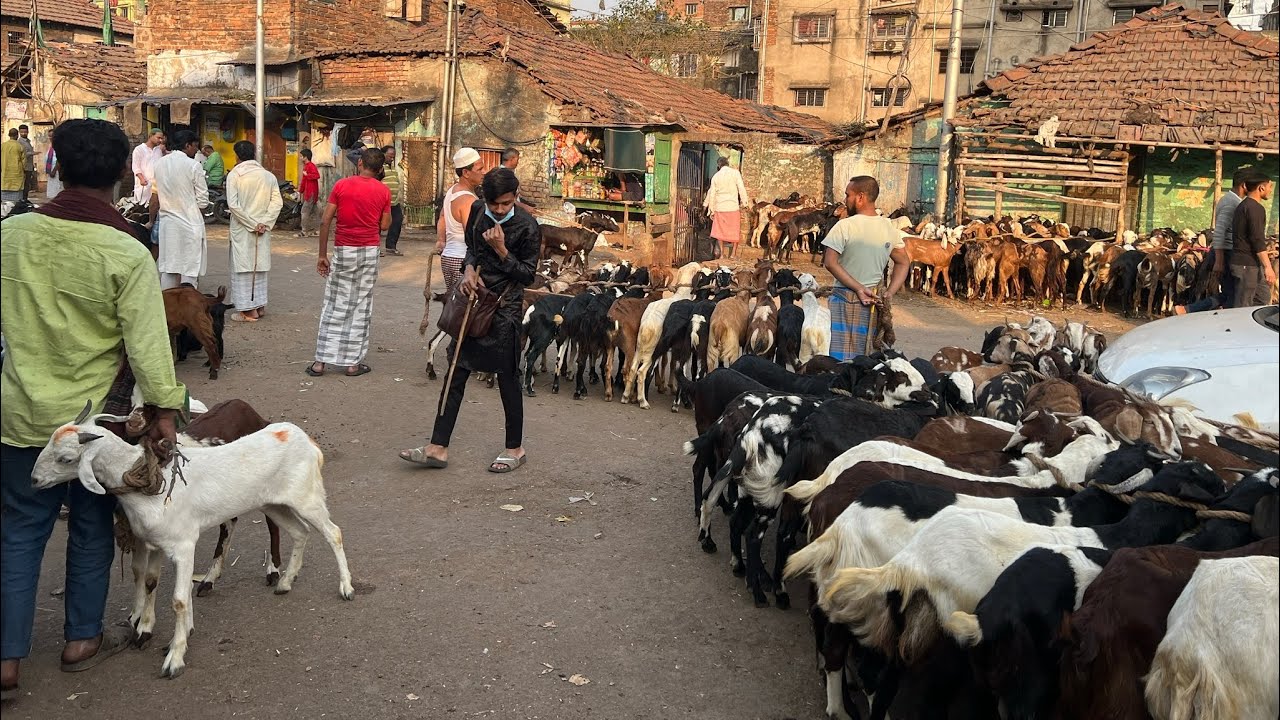 Narkeldanga Goat Market | Goat Price Kolkata