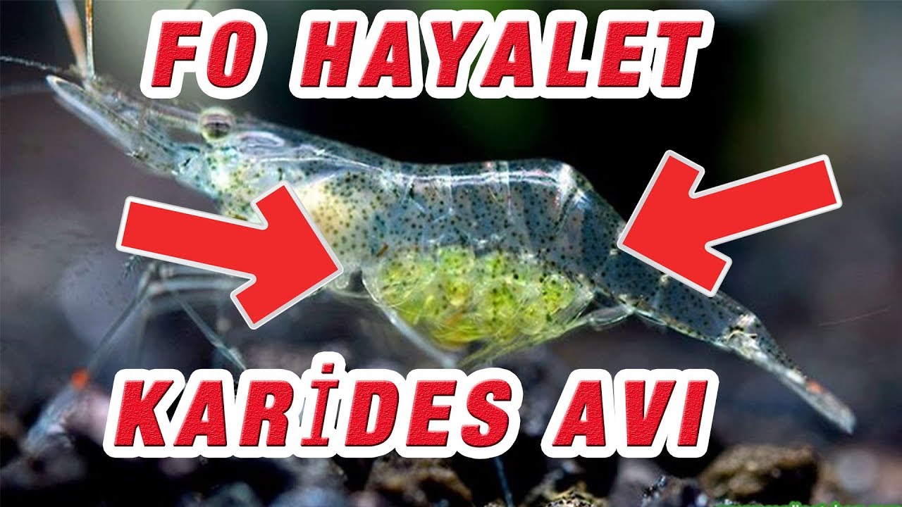 F0 HAYALET KARİDES YAKALADIM VE BİTKİ TOPLAMA