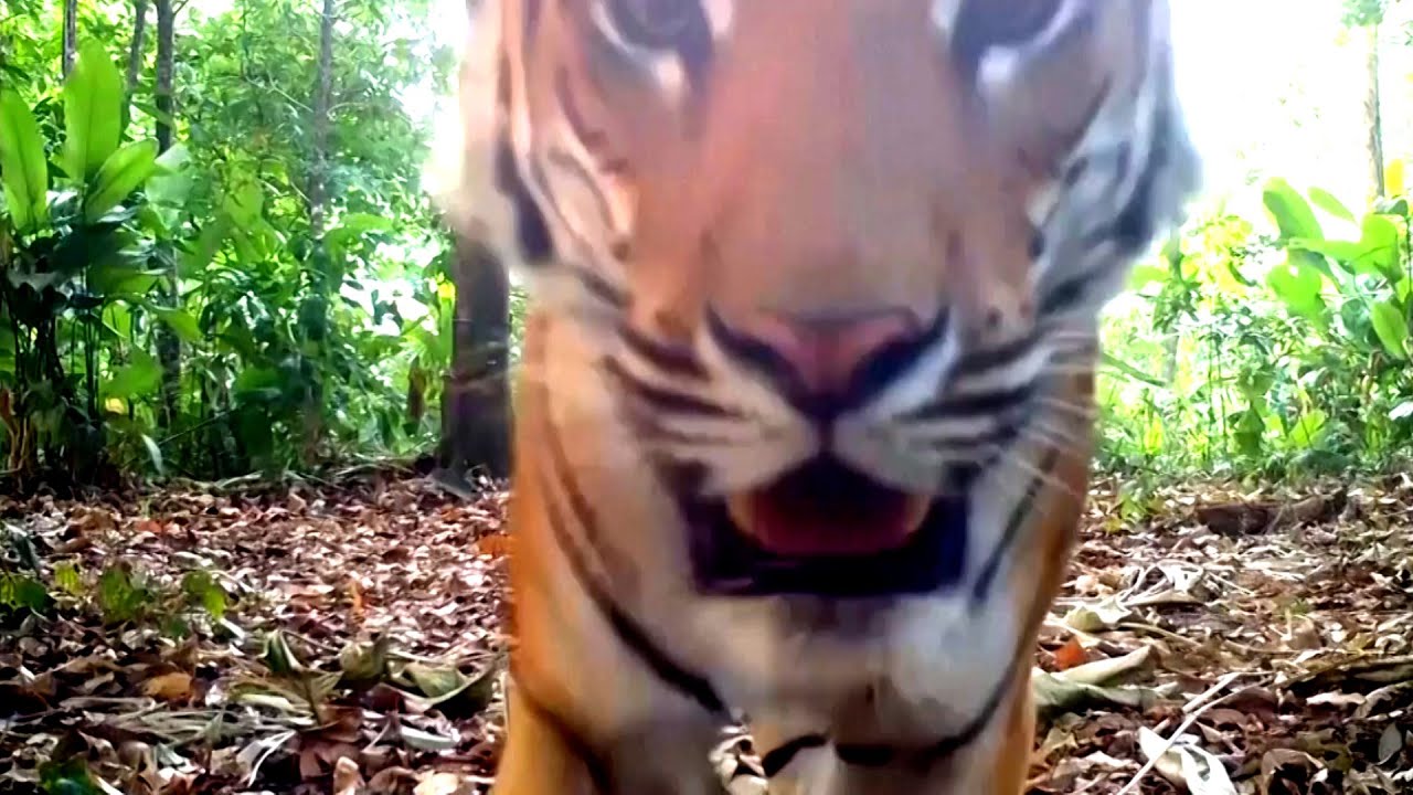 Incredibly Rare Tiger Licks Hidden Camera