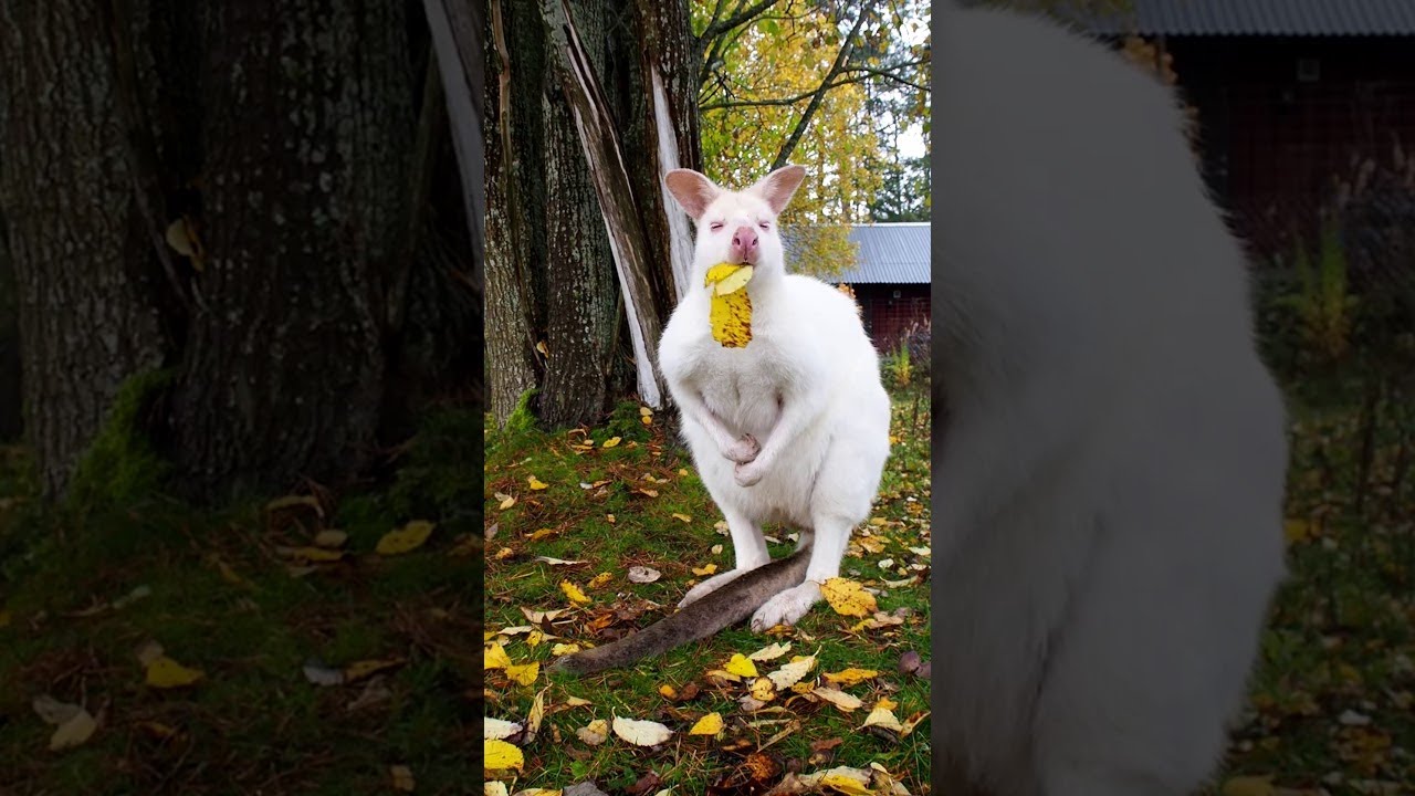 Adorable White Wallaby || ViralHog