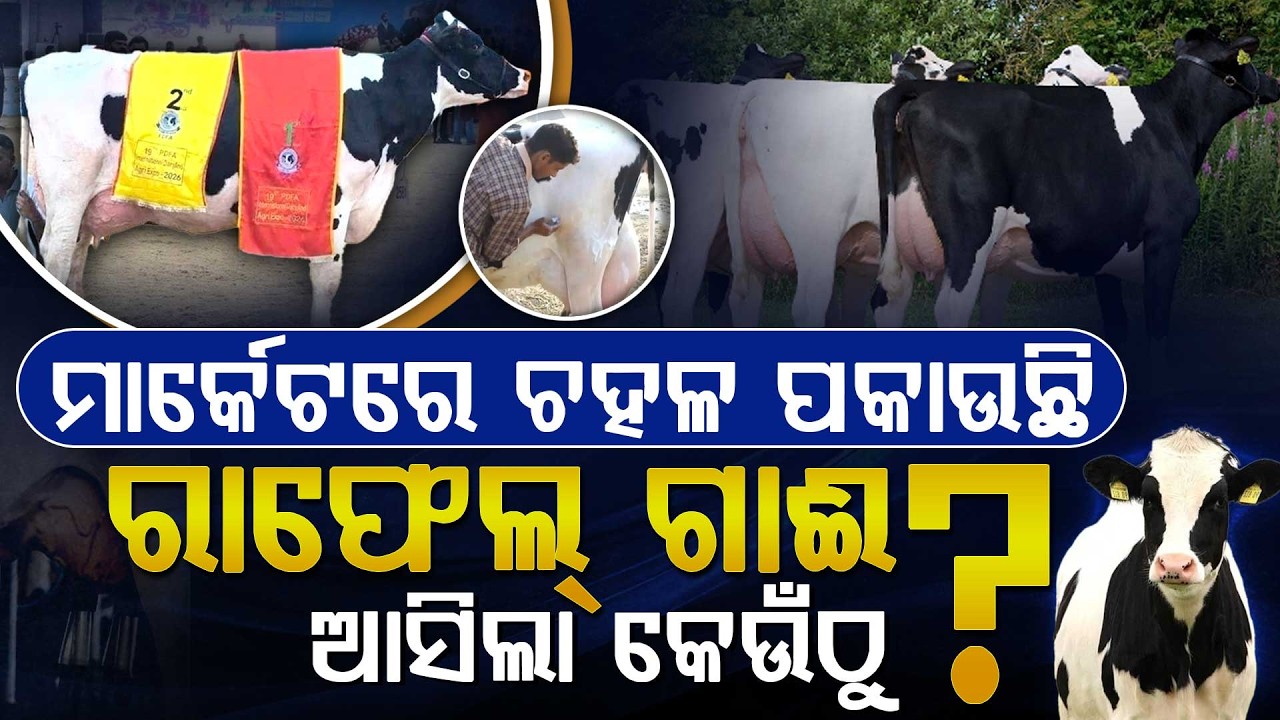 'ରାଫେଲ୍' ଗାଈ ଦେଉଛି ଦିନକୁ ୮୦ ଲିଟର କ୍ଷୀର || The Champion Cow Giving 80 Liters of Milk Daily